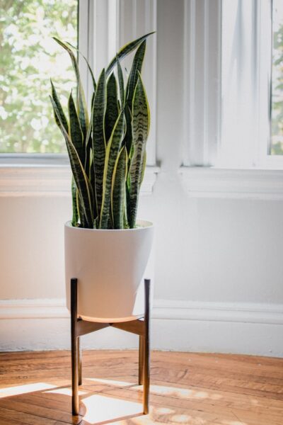 snake plant: plants that remove toxins