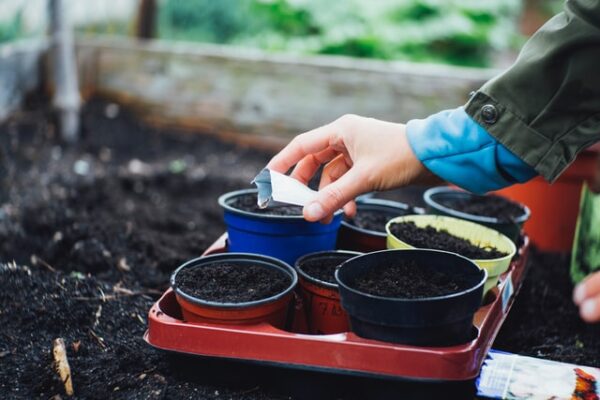 planting seeds