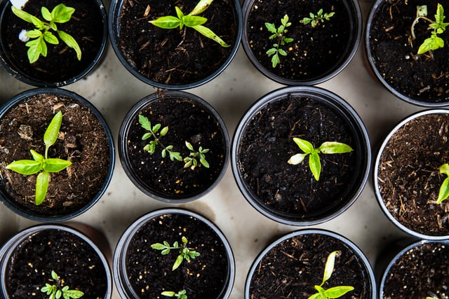 Seed Saving: How To Reuse Seeds From Your Garden