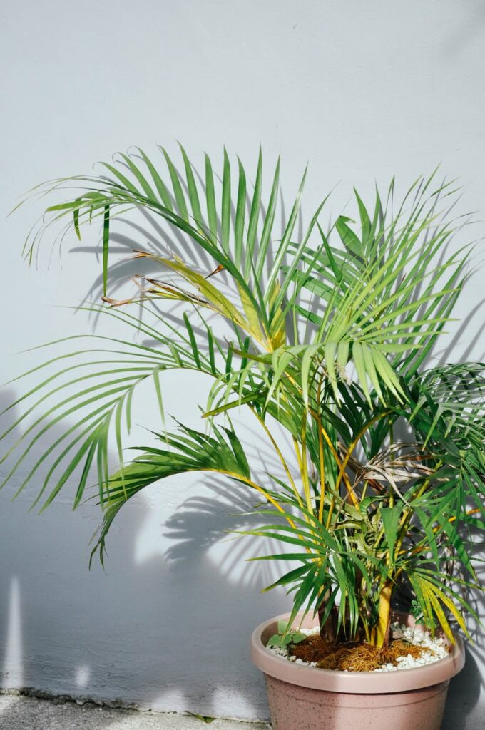 plants that remove toxin: palm