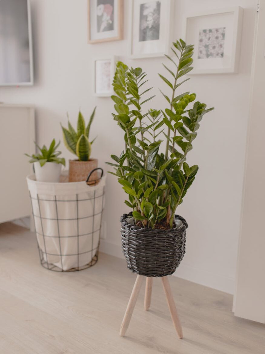 zz plant: plants that clean the air and  remove toxins