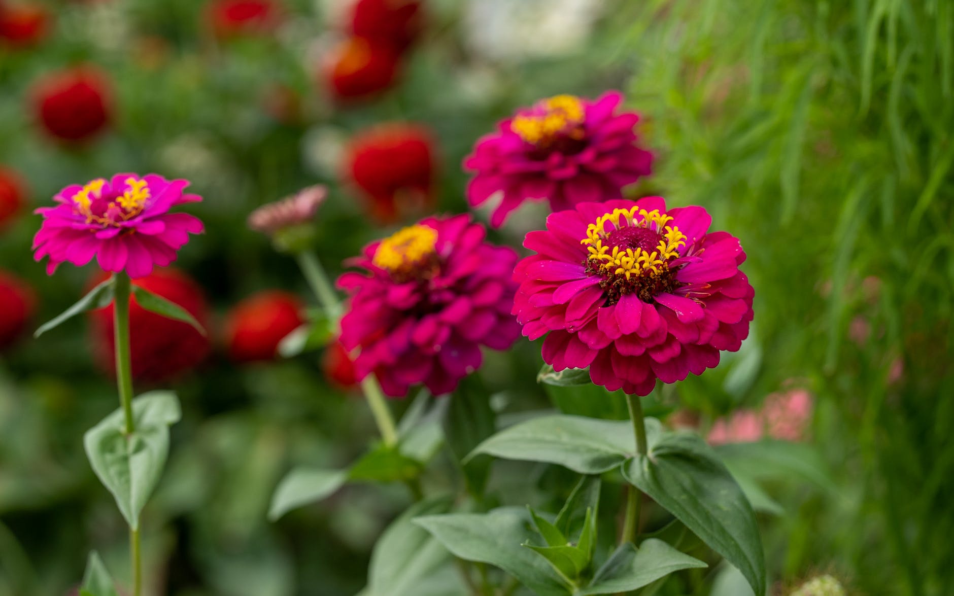 red and yellow flowers in tilt shift lens