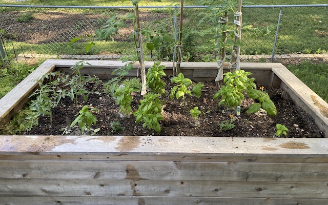 raised bed garden
