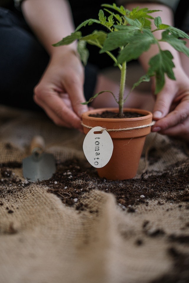 indoor garden